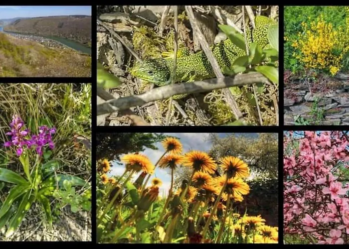 Apartment Heimes Klotten